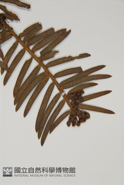 中國粗榧藏品圖，第4張