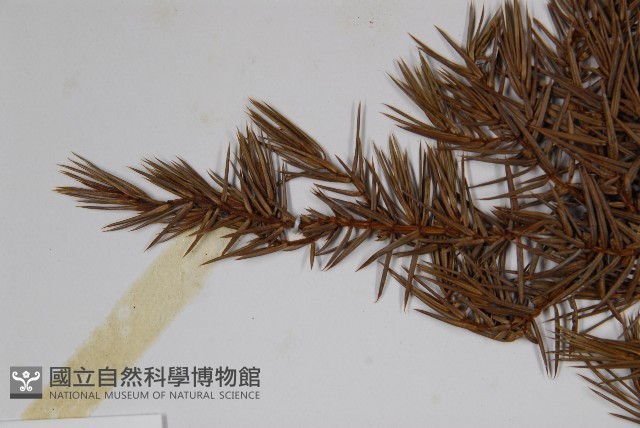刺柏藏品圖，第4張