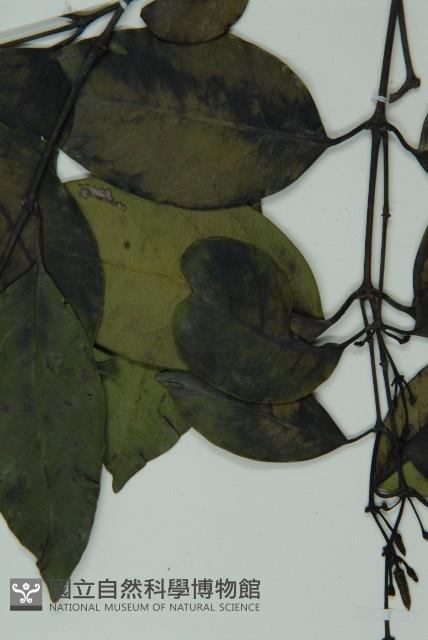 羅浮買麻藤藏品圖，第4張