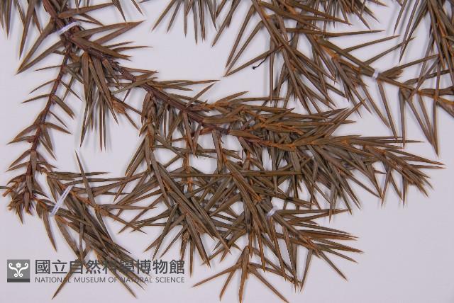 刺柏藏品圖，第4張