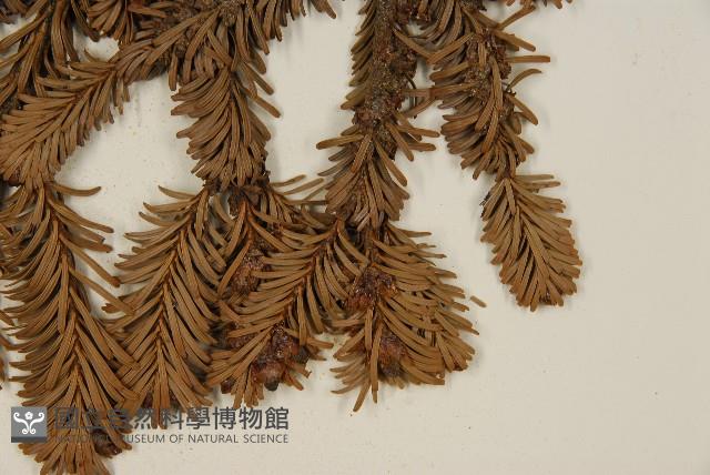 臺灣冷杉藏品圖，第4張