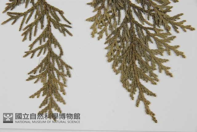 臺灣扁柏藏品圖，第4張