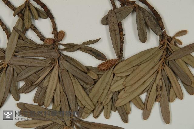 蘭嶼羅漢松藏品圖，第3張