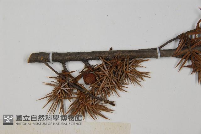 刺柏藏品圖，第4張