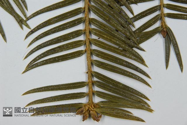 三尖杉藏品圖，第4張