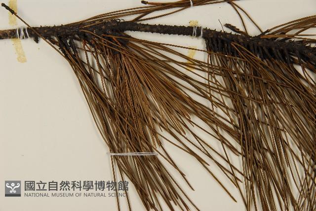 琉球松藏品圖，第4張