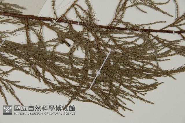 池杉藏品圖，第4張