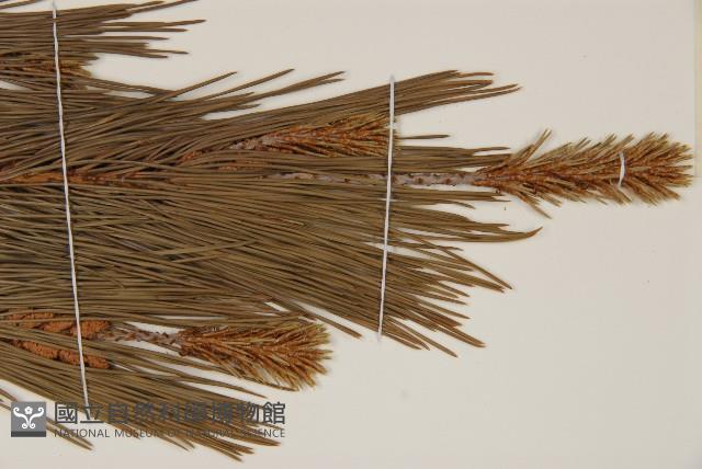 日本赤松藏品圖，第4張