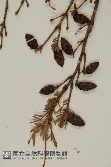 臺灣鐵杉藏品圖，第3張