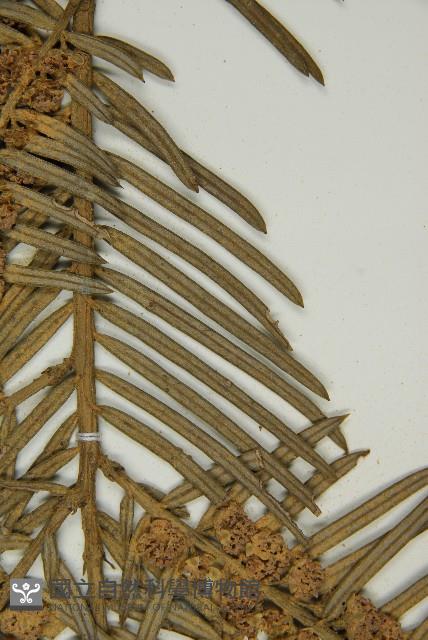 臺灣粗榧、台灣三尖杉藏品圖，第4張