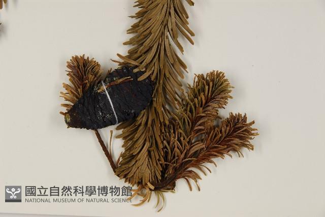 臺灣冷杉藏品圖，第4張