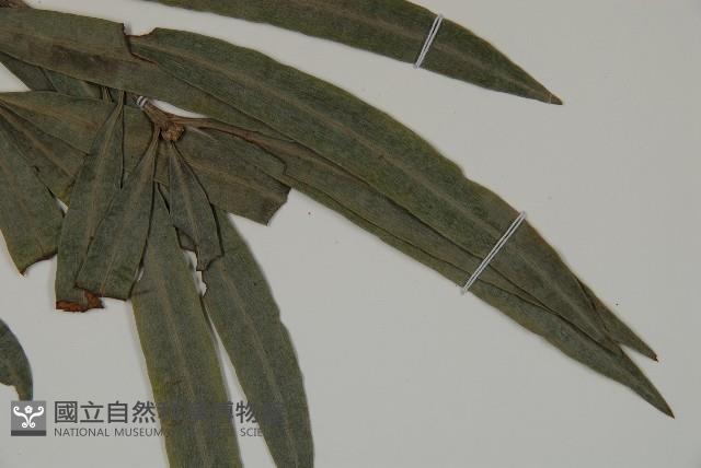 Accession Number:G000910 Collection Image, Figure 4, Total 5 Figures