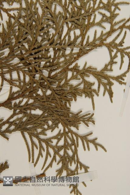 側柏藏品圖，第4張