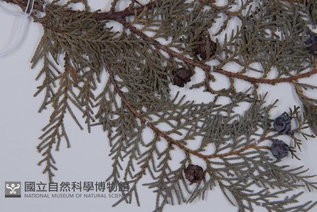 側柏藏品圖，第4張