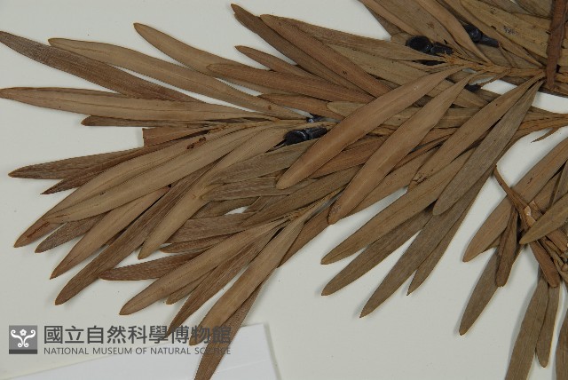 大葉羅漢松藏品圖，第4張