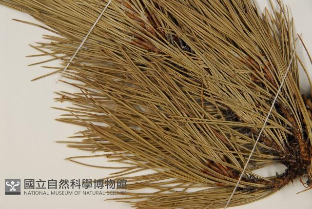 高山松藏品圖，第4張