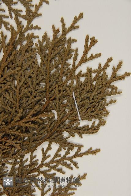 臺灣扁柏藏品圖，第4張