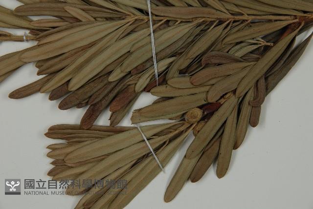 蘭嶼羅漢松藏品圖，第6張