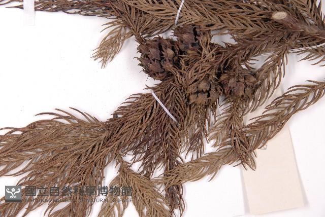 柳杉藏品圖，第4張