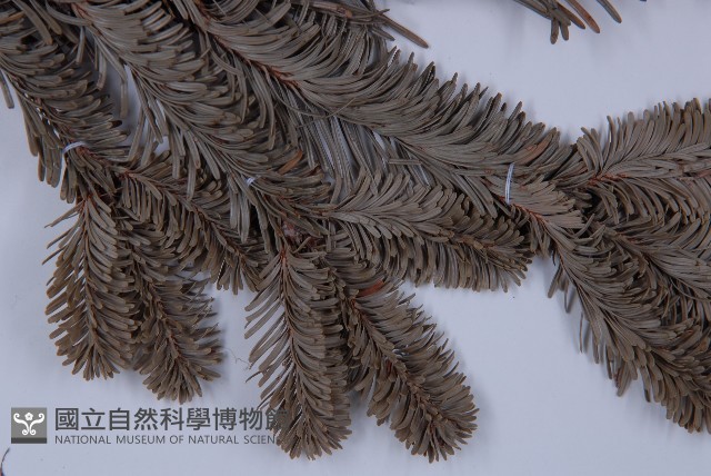 臺灣冷杉藏品圖，第4張