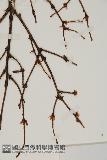 南方鐵杉藏品圖，第4張