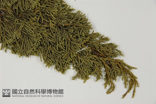清水圓柏藏品圖，第4張