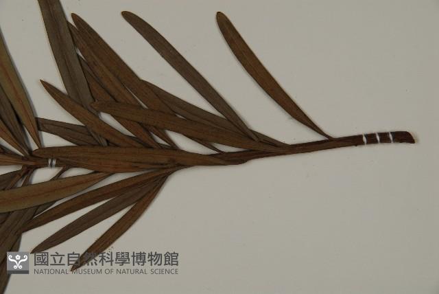 大葉羅漢松藏品圖，第4張