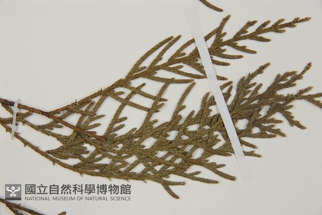 柏木、柏樹藏品圖，第4張