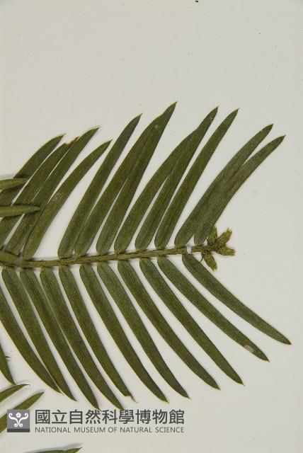 臺灣粗榧、台灣三尖杉藏品圖，第4張