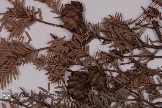 臺灣鐵杉藏品圖，第4張