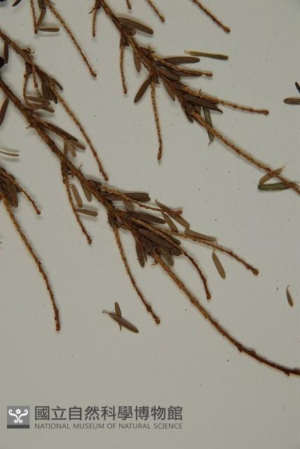 臺灣鐵杉藏品圖，第4張