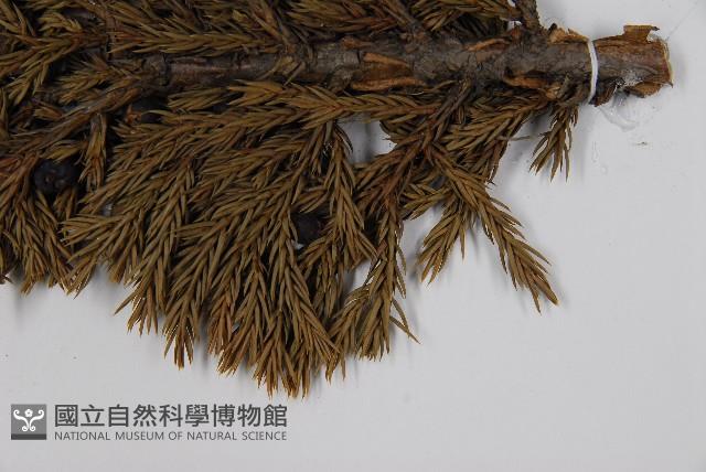 香青藏品圖，第4張