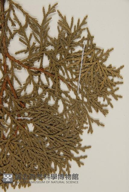 側柏藏品圖，第4張