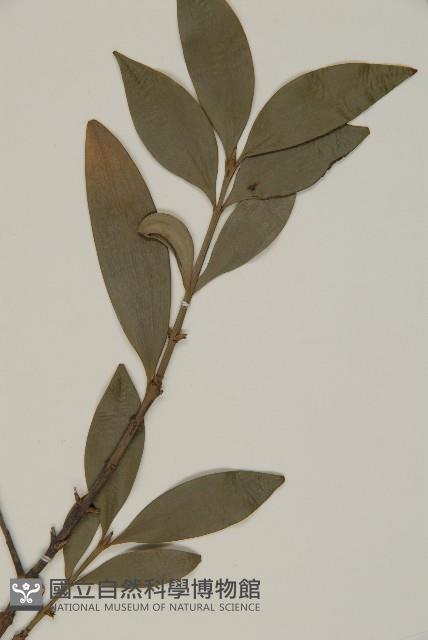 竹柏藏品圖，第3張