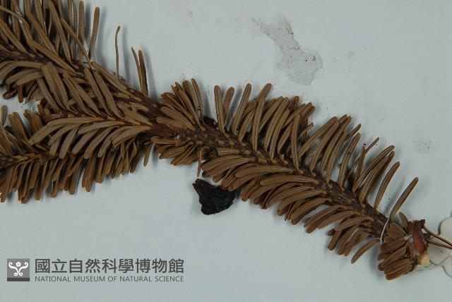 急尖長苞冷杉藏品圖，第4張
