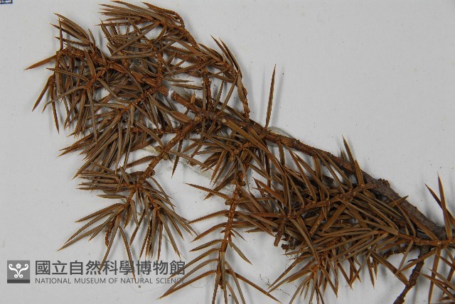 刺柏藏品圖，第4張