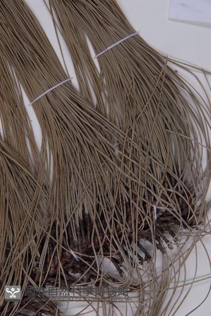 雲南松藏品圖，第4張