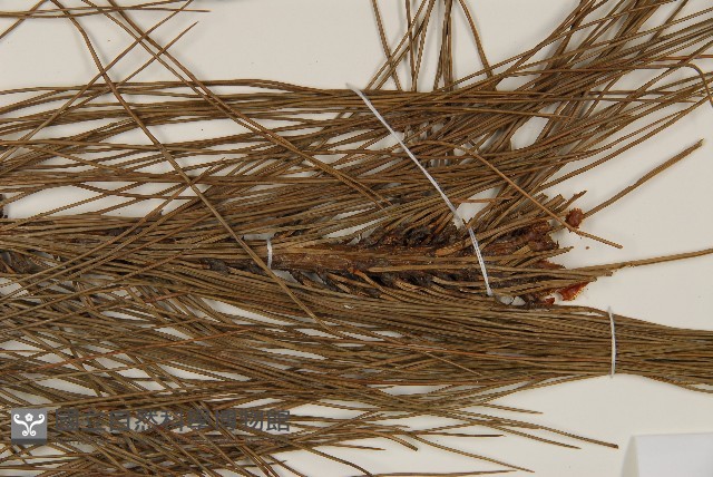 馬尾松藏品圖，第4張