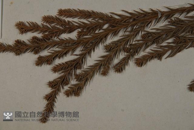 柳杉藏品圖，第4張