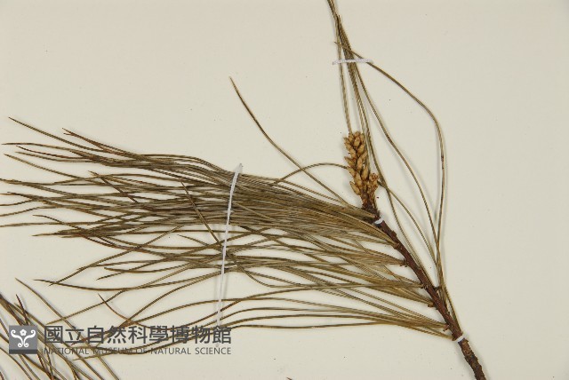 臺灣華山松藏品圖，第4張