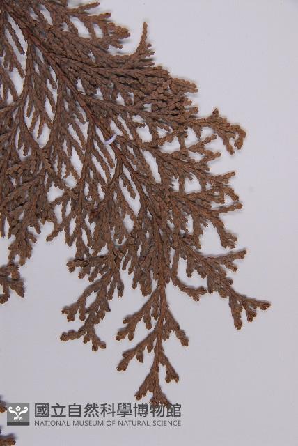 臺灣扁柏藏品圖，第4張