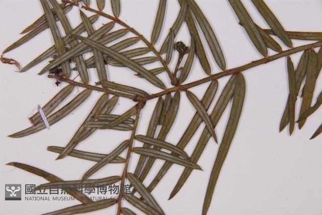 臺灣粗榧、台灣三尖杉藏品圖，第4張