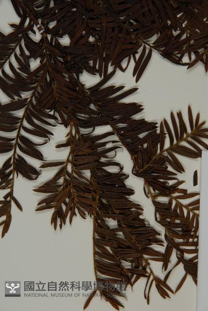 臺灣紅豆杉、紫杉、南方紅豆杉藏品圖，第4張