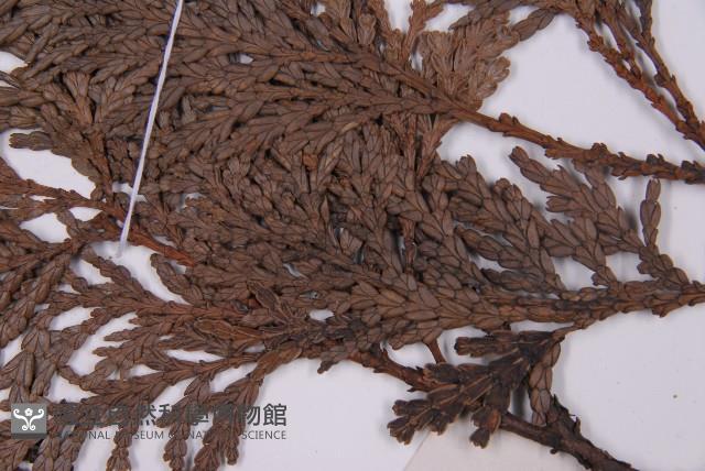 福建柏藏品圖，第4張