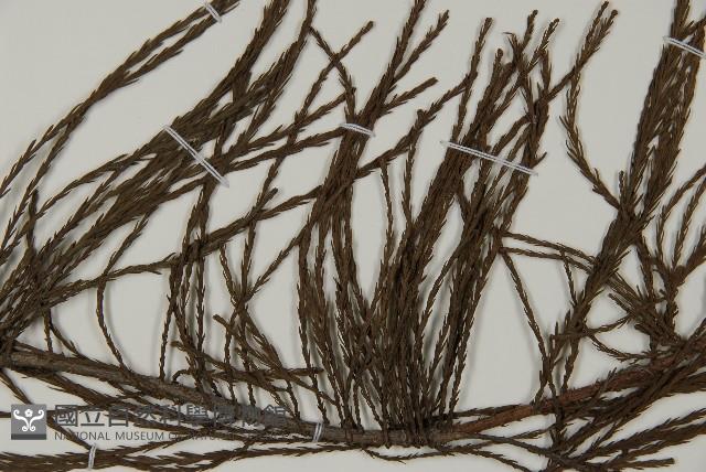 池杉藏品圖，第4張