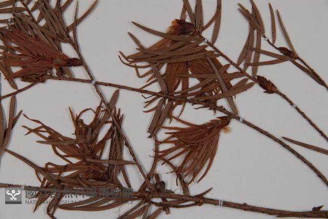 臺灣黃杉藏品圖，第3張