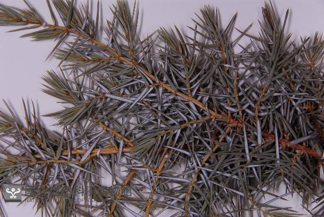 刺柏藏品圖，第4張