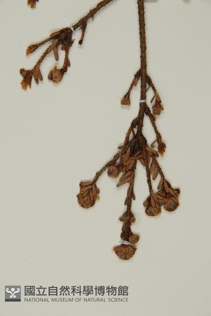 Taiwan hemlock Collection Image, Figure 4, Total 4 Figures