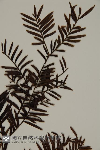 臺灣紅豆杉、紫杉、南方紅豆杉藏品圖，第4張