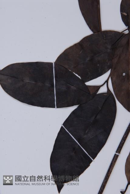 買麻藤藏品圖，第4張